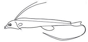 Stylephorus chordatus_claves.jpg